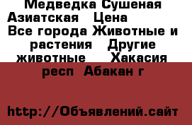 Медведка Сушеная Азиатская › Цена ­ 1 400 - Все города Животные и растения » Другие животные   . Хакасия респ.,Абакан г.